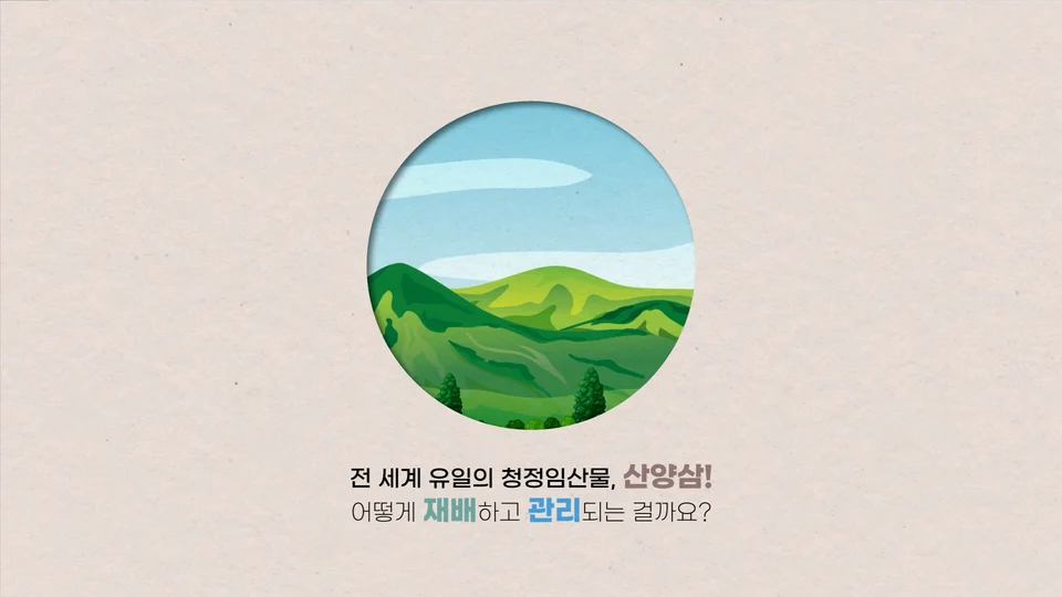 산양삼 품질관리제도 스틸 이미지 2